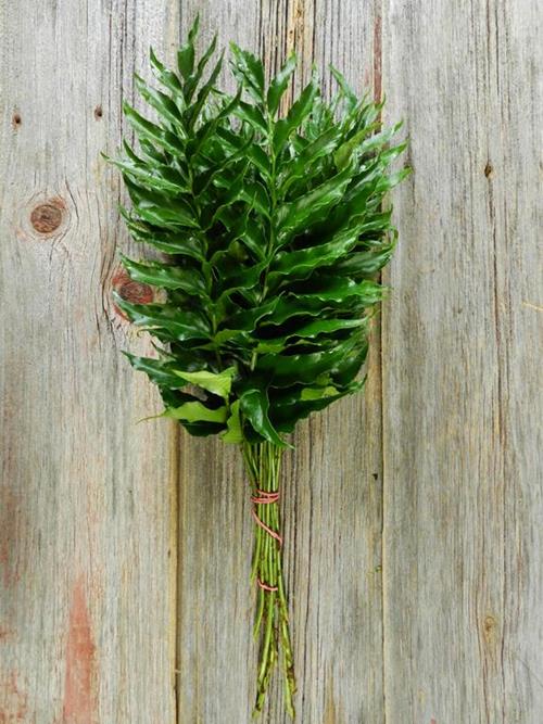 HOLLY FERN GREENS